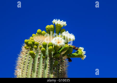 Frühling Blumen auf einem gigantischen Saguaro Kaktus, in der Arizona Sonora Wüste. Stockfoto