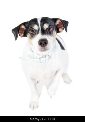 eine weiße schwarze Terrier Hund sitzen, schaut in die Kamera Stockfoto