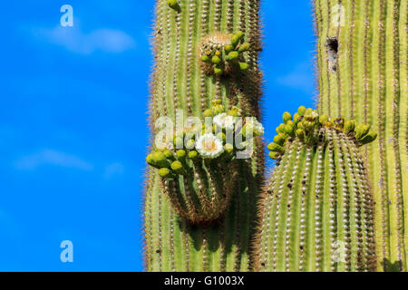 Saguaro Kaktus in der Blüte, in der Arizona Sonora Wüste. Stockfoto