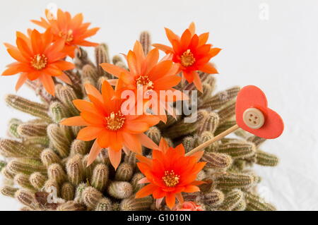 Echte einheimische orange Kaktusblüte auf weißem Hintergrund Stockfoto