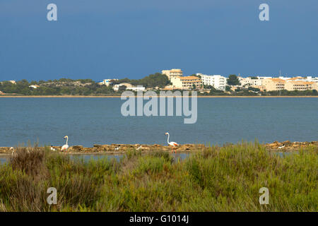 Flamingos. Sonnenuntergang. Pudent See. Formentera. Balearen, Spanien, Europa. Stockfoto