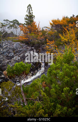 Kleiner Bach abfließende Cradle Mountain - Wiege Mtn Lake St Clair N.P - Tasmanien Stockfoto