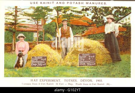 dünger für portugiesischen lorbeer Port. Lorbeerkirsche 'Angustifolia' kaufen main image 0