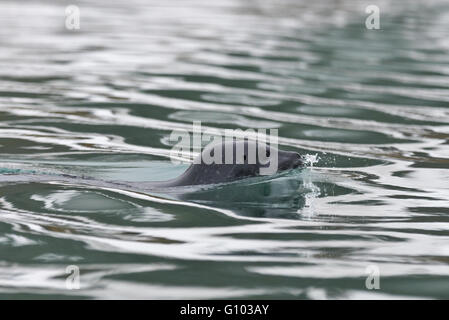 Eine Ringelrobbe schwimmen in der Nähe von uns in Morenlagunna, Biscayerhukken, Svalbard Stockfoto