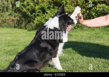 Hoch hand fünf mit der süßen Border Collie und menschliche im Freien. Stockfoto