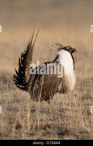 Mit schlaffe Hals Säcke nimmt männliche mehr Salbei-Moorhuhn (Centrocercus Urophasianus) eine Pause von seinem gespreizt Display. Stockfoto