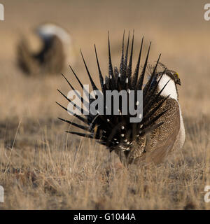 Aufgefächerten Schwanzfedern sind Teil des Lek Displays, die an durch eine gespreizt männlichen mehr Salbei-Moorhuhn (Centrocercus Urophasianus). Stockfoto