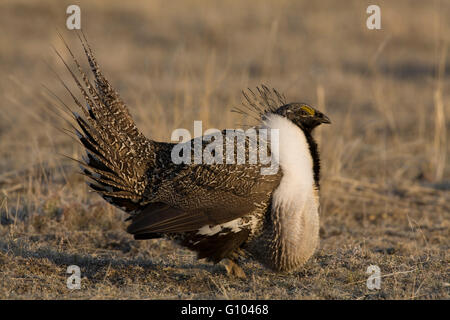 Mit schlaffe Hals Sacs nimmt männlichen mehr Salbei-Moorhuhn (Centrocercus Urophasianus) eine Auszeit vom Anzeigen auf einem Lek. Stockfoto