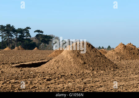 Archäologische Ausgrabung Bawdsey Suffolk UK Stockfoto