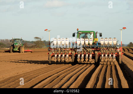 Karotte-Ernte gepflanzt, Alderton, Suffolk, UK. Stockfoto