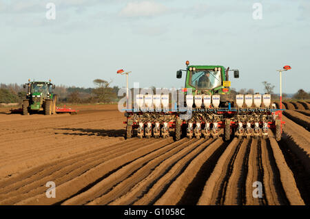 Karotte-Ernte gepflanzt, Alderton, Suffolk, UK. Stockfoto