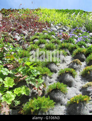 AALST, Belgien, 16. Juni 2015: Beispiel für eine "grüne Wand" oder einen vertikalen Garten ". Eine Wand mit Vegetation bedeckt. Stockfoto