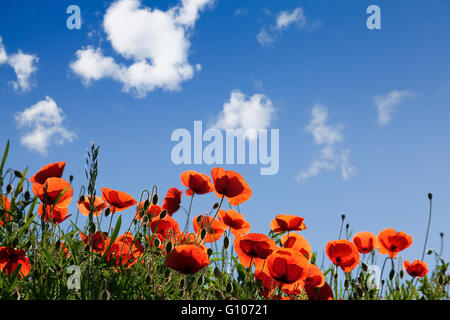 Idyllische Poppy Blumenwiese an einem sonnigen Frühlingstag Stockfoto