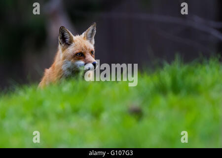 Bowie der Rotfuchs in eine Wiese Stockfoto