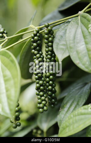 Nahaufnahme der live frische grüne Pfefferkörner (schwarzer Pfeffer) in Sarawak. Frischen Piper Nigrum (schwarzer Pfeffer) auf seinen Baum. Stockfoto