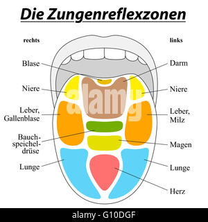 Zunge-Reflexzonenmassage-Diagramm - deutsche Beschriftung - mit Beschreibung der entsprechenden inneren Organe. Stockfoto