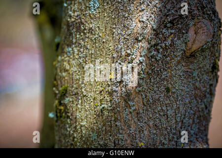 Moosige Rinde an einem Baum Stockfoto