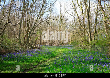 Eine alte Wald-Szene im Frühjahr mit Glockenblumen bei Foxley Wood, Norfolk, England, Vereinigtes Königreich. Stockfoto