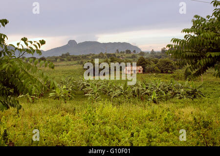 Herrlichem Blick auf Valle de Vinales, Kuba Stockfoto