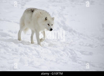 Polarwolf walking auf Schnee im winter Stockfoto