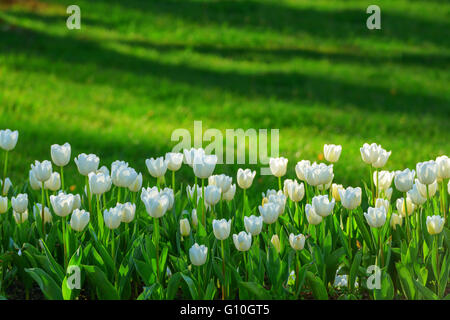 weißes Tulpenfeld hautnah Stockfoto