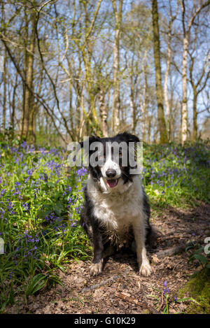 Schöne schwarze und weiße Collie Hund sitzt auf einem Pfad in einem englischen Waldgebiet im Frühjahr. Stockfoto