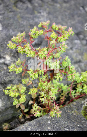 Kleinliche Wolfsmilch Euphorbia peplus Stockfoto