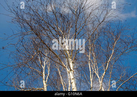 Silber Birken im Winter vor einem blauen Himmel Stockfoto