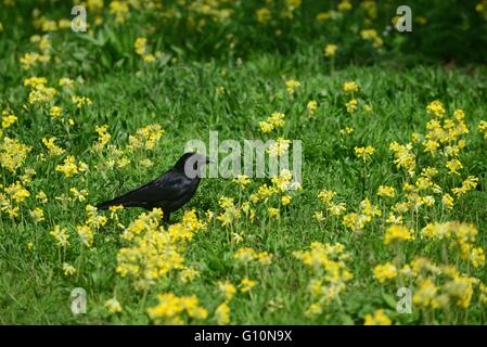 Eine Krähe zwischen Rasen und Blumen werden im Bereich "Feuchtgebiete" von Queen Elizabeth Olympic Park, Stratford, London, England, UK Stockfoto