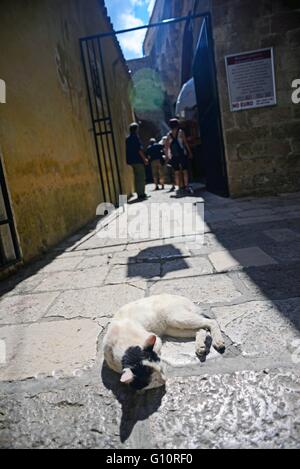 Katze auf Boden in der Altstadt von Dubrovnik, Kroatien Stockfoto