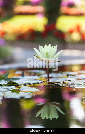 Ein Lotus auf Capri Insel Italiens genommen Stockfoto