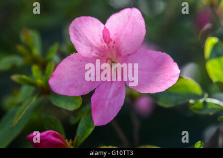 Rosa Azalee Blüte Nahaufnahme Stockfoto