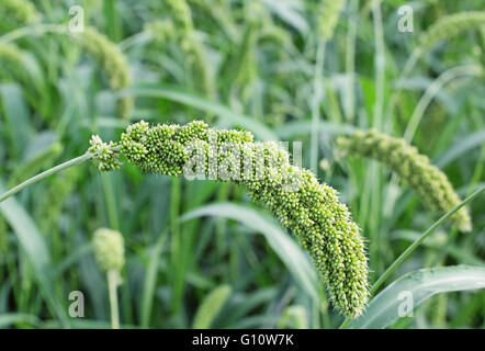 Nahaufnahme von Foxtail Hirse Stiel mit Körnern. Hirse dient als Nahrung, Futter und zur Herstellung von alkoholischen Getränken. Stockfoto