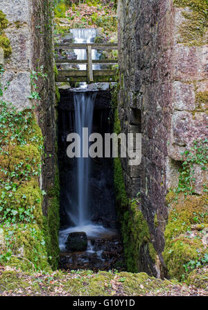 Kennall Vale, ein Naturschutzgebiet unter der Leitung des Cornwall Wildlife Trust, früher ein explosiver Produktionsstandort, jetzt ein geplantes Denkmal Stockfoto