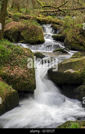 Kennall Vale, ein Naturschutzgebiet unter der Leitung des Cornwall Wildlife Trust, früher ein explosiver Produktionsstandort, jetzt ein geplantes Denkmal Stockfoto