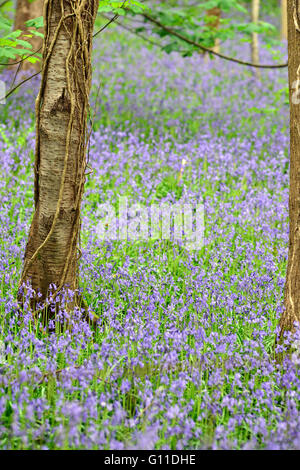Aberystwyth, Wales, UK. 7. Mai 2016. UK-Wetter - Bluebell Blumen Teppich einen Wald in der Nähe von Aberystwyth, Wales UK als warmes Wetter bewegt sich in ganz Großbritannien. Bildnachweis: John Gilbey/Alamy Live-Nachrichten Stockfoto