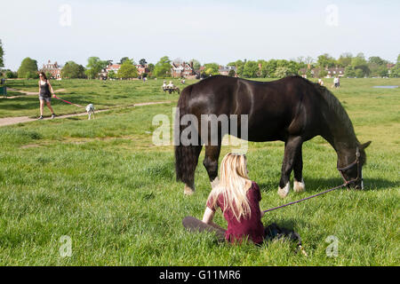 Wimbledon, London, UK. 8. Mai 2016. UK-Wetter: Pferd grast auf Wimbledon Common an einem heißen Tag wie Temperaturen vorhergesagt werden, auf 27 Grad in der Hauptstadt Kredit steigen: Amer Ghazzal/Alamy Live-Nachrichten Stockfoto