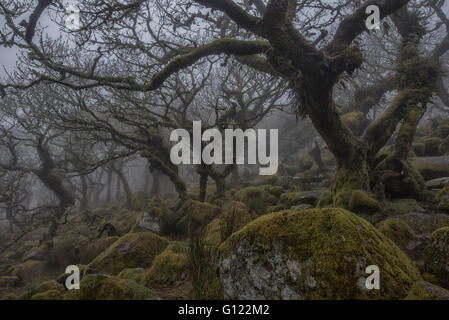 Wistman Holz im Nebel Stockfoto