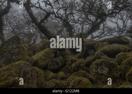 Wistman Holz im Nebel Stockfoto