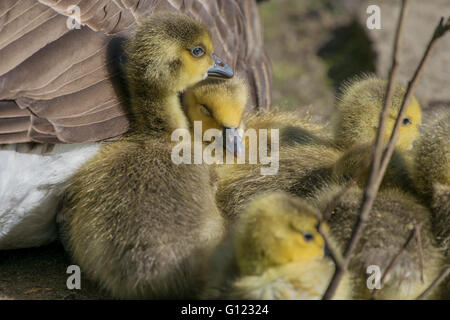 Gruppe von Kanadagänse Ruhe mit ihrer Mutter Stockfoto