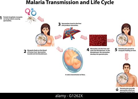 Malaria-Übertragung und Life-Cycle illustration Stock Vektor