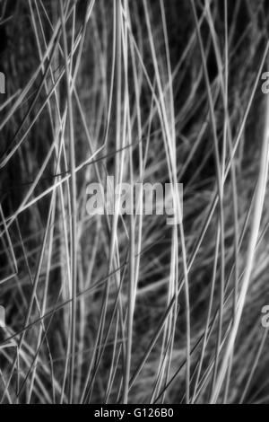 Hohe Wilde Gräser Stiele auf Strand, schwarz / weiß Foto Stockfoto