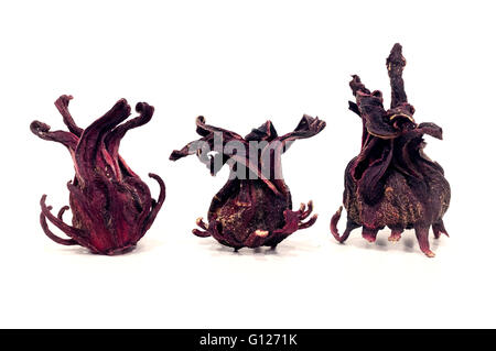 Getrocknete Roselle Blütenkelche auf weißem Hintergrund Stockfoto