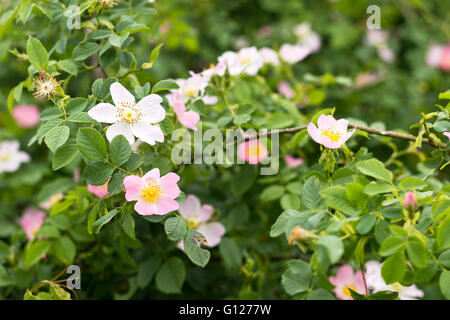 Wilde Rosen blühen Stockfoto