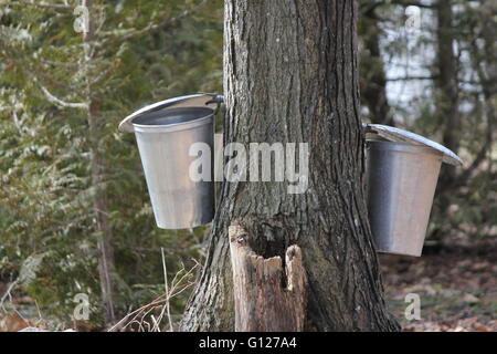 Metall-Eimer auf Baum für das Sammeln von Sap um Ahornsirup zu produzieren. Stockfoto