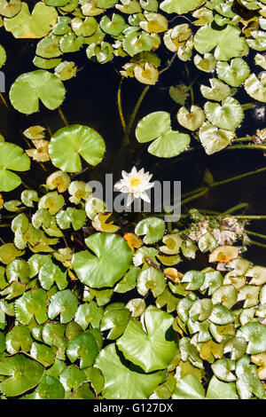 Seerosen mit einer einzigen Blume in einem Teich Stockfoto