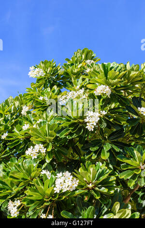 Weiß blühende Frangipani-Baum vor blauem Himmel Stockfoto