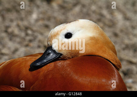 Ruddy Brandgans (Tadorna Ferruginea) Stockfoto