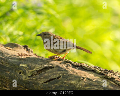 Schöne Dunnock (Phasianus colchicus) Nahrungssuche im Waldgebiet. "Epicted auf einem Baumstamm, isoliert gegen einen Wald Kulisse' Stockfoto