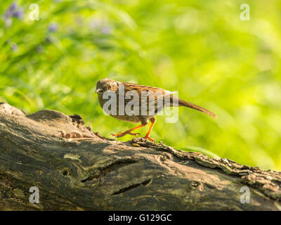 Schöne Dunnock (Phasianus colchicus) Nahrungssuche im Waldgebiet. "Epicted auf einem Baumstamm, isoliert gegen einen Wald Kulisse' Stockfoto